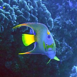 Queen Angelfish - Glovers Atoll, Belize by George Smorse 